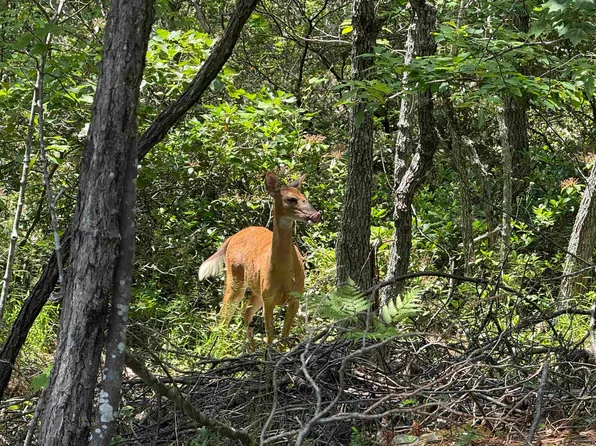 Mountain Top Ln, Crimora, VA 24431
