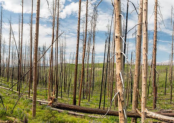 3rd image of Gros Ventre Dr