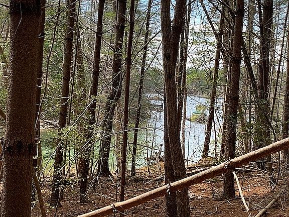 LOOKING THROUGH THE TREES