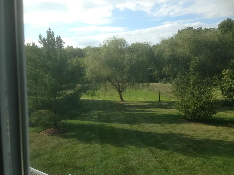 backyard2