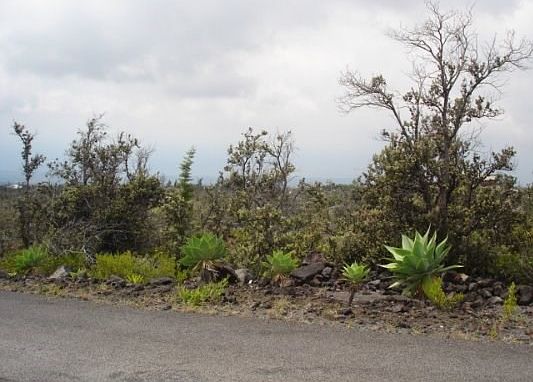 3rd image of Pineapple Pkwy Lot 20