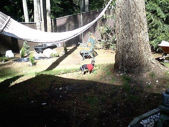 back yard