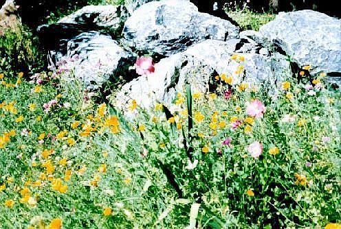 WILD FLOWERS & ROCK BOULDERS IN BACK OF HOME.