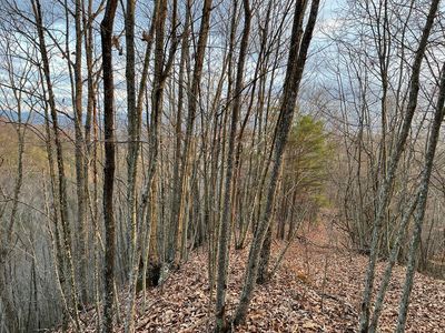 Carlock Creek Rd, Chilhowie, VA, 24319