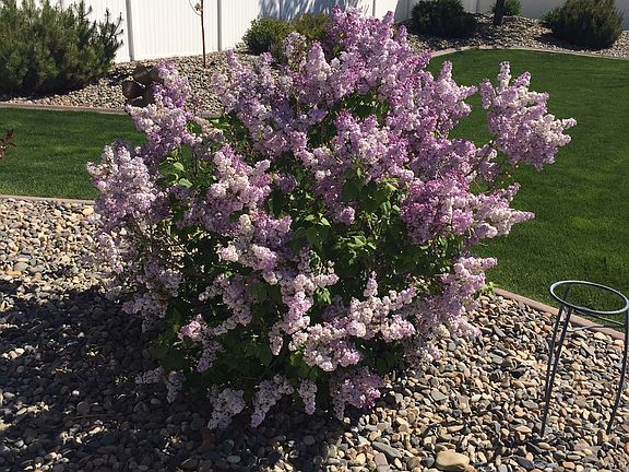 Backyard Lilac