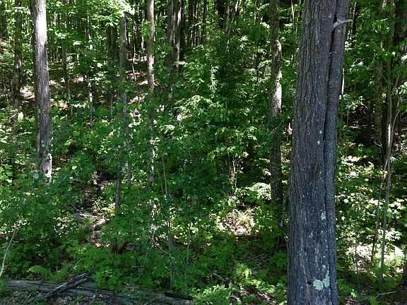Mature Hardwoods