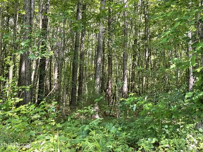 County Road 285, Niota, TN, 37826
