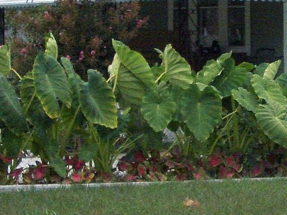 Professional Landscaping