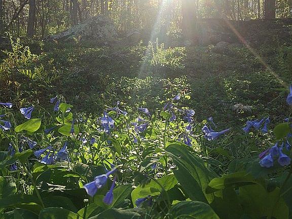 Sunrise on the back patio.