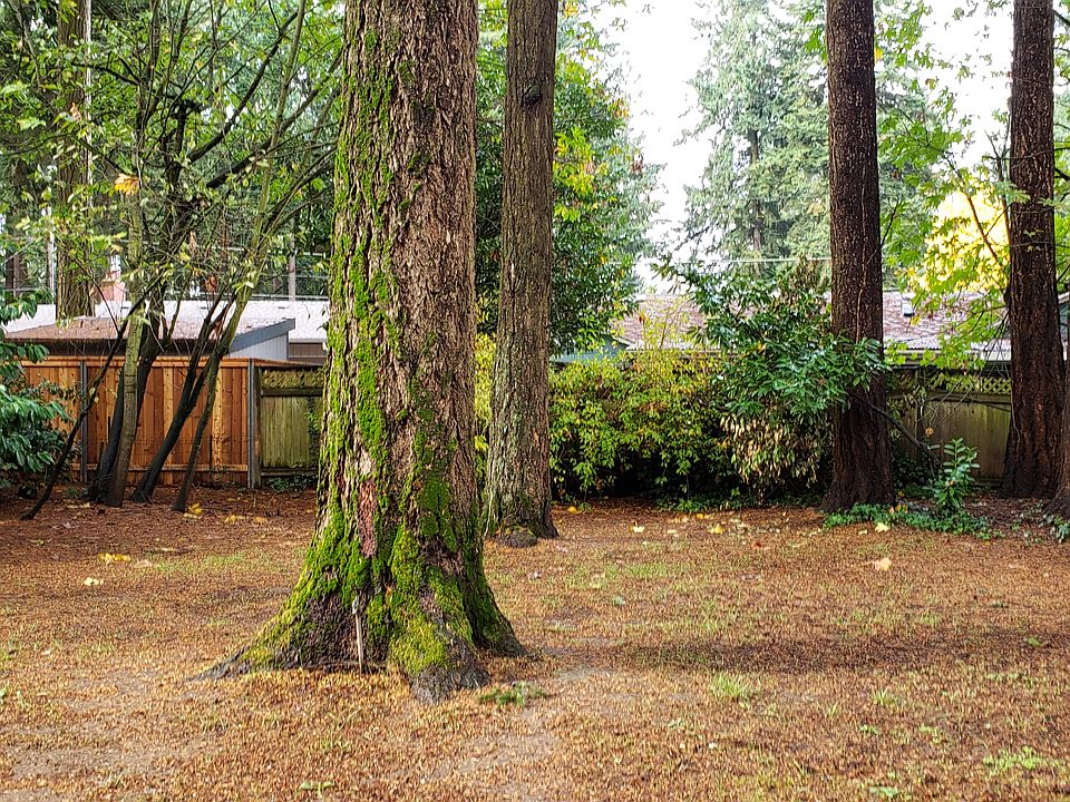 Wooded backyard