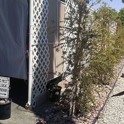 Side trees for shade/privacy