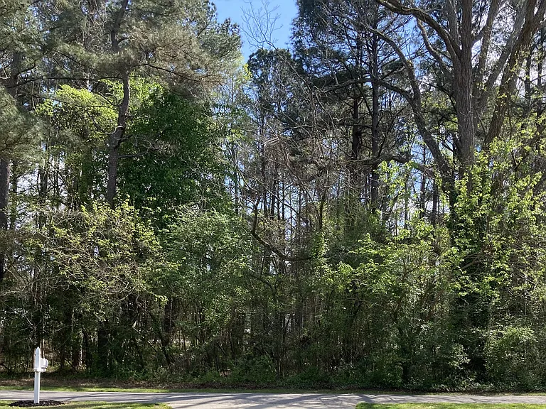View looking out front door. 3 wooded acres.