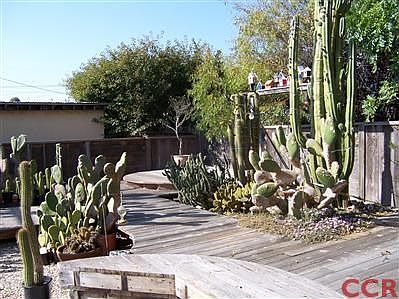 Cactus garden 