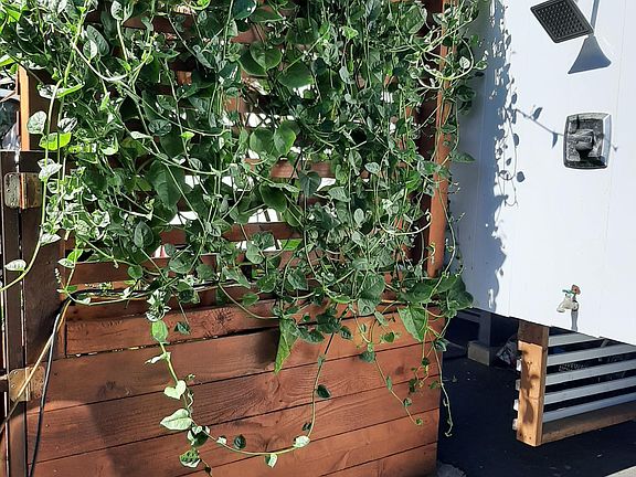 Rinse off from the beach in the Outdoor Shower