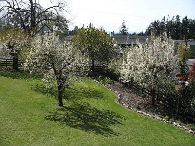Front Mini Orchard
