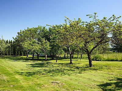 Fruit trees & nut trees