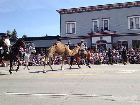 4th of July parade camel