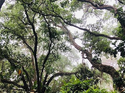 The canopy of beauty overhead