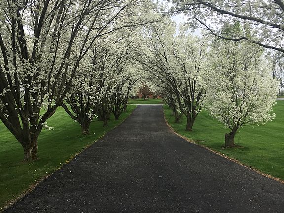 Spring Time Blossoms 