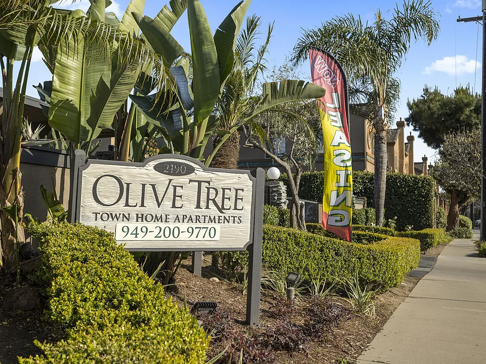 Olive Tree