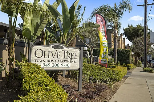 Olive Tree Photo 1