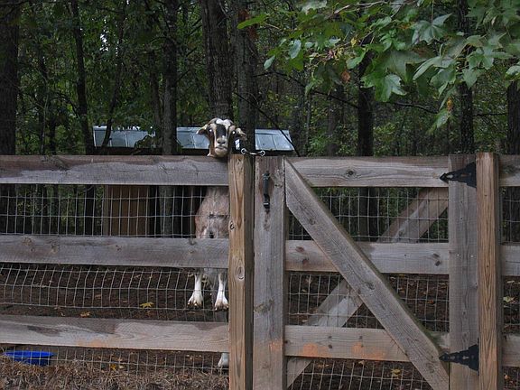 The Animals Like it Here - What a Ham!!