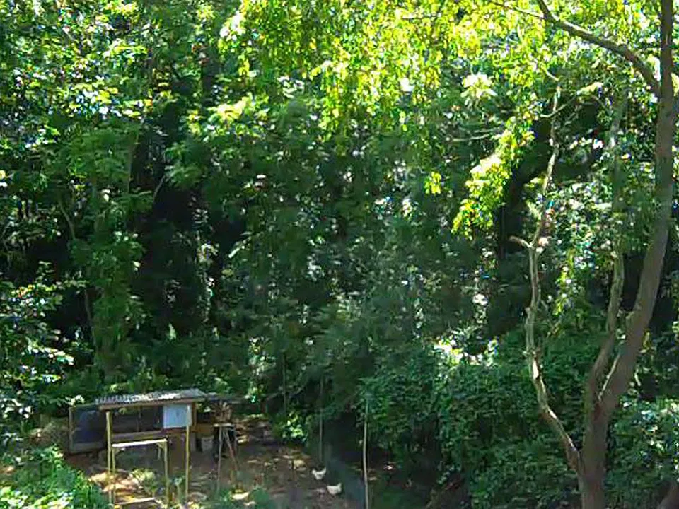 Backyard Trees