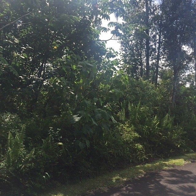 2nd image of Silversword Ct Lot 6