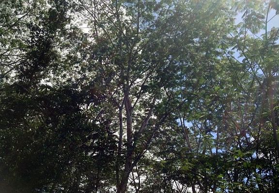 2nd image of 11th Ave Lot 1467