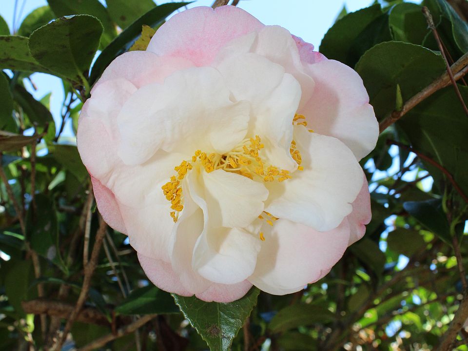 Camellia 