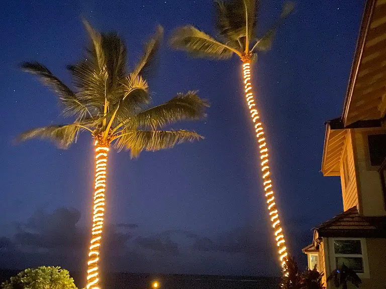 View of the palm trees at night with the lights on.