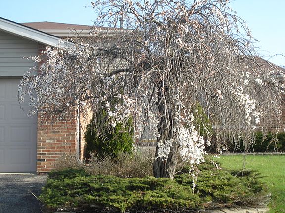 2nd image of 441 W Otto Dr