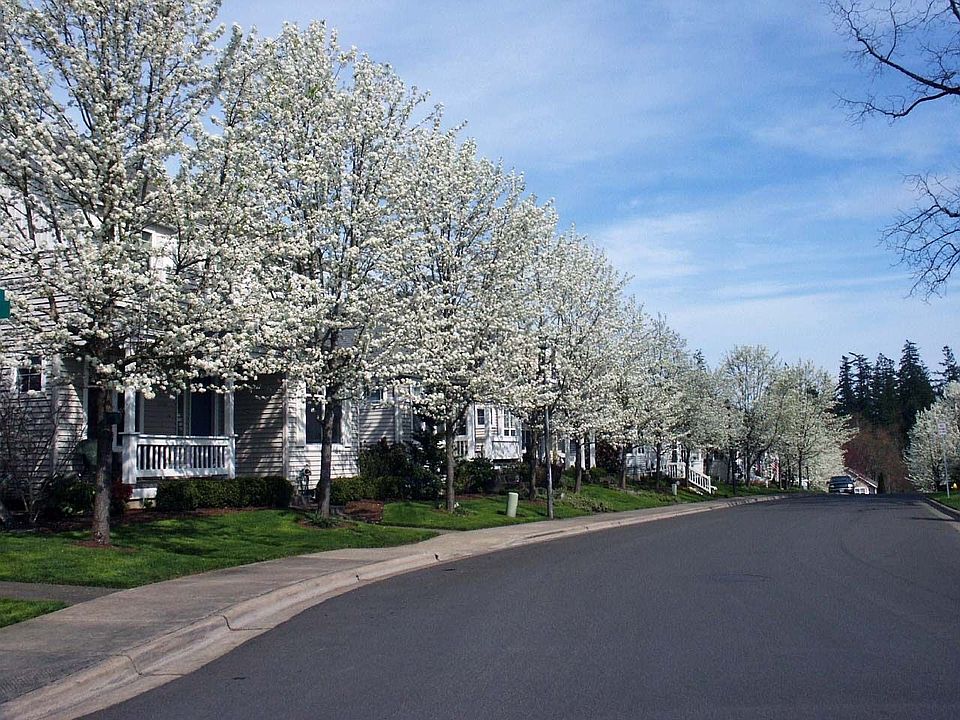 Tree Lined Streets