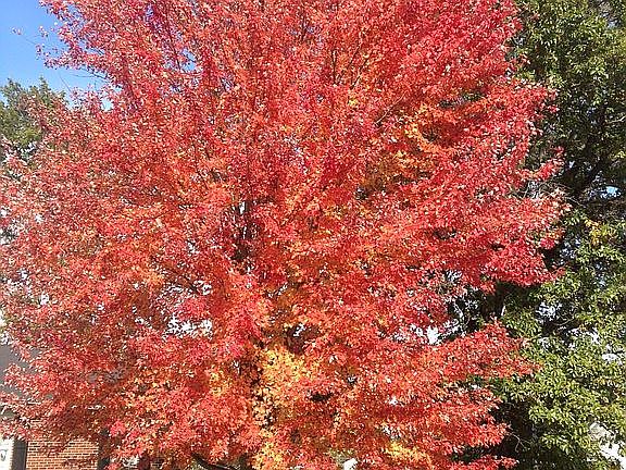Beautiful Mature Trees
