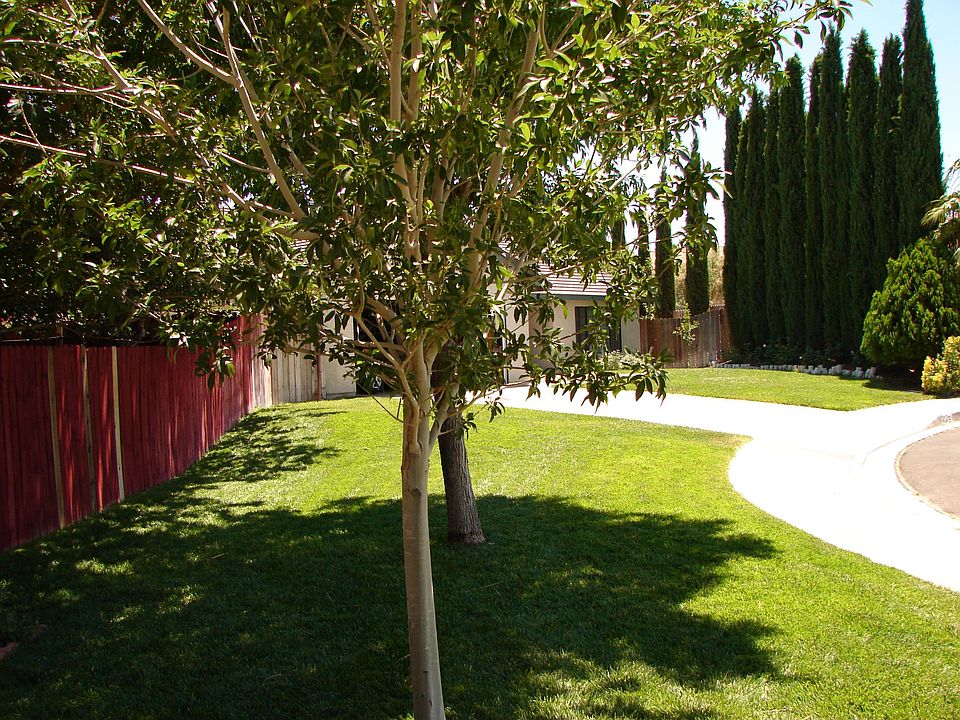 Front yard, Lush grass and mature trees