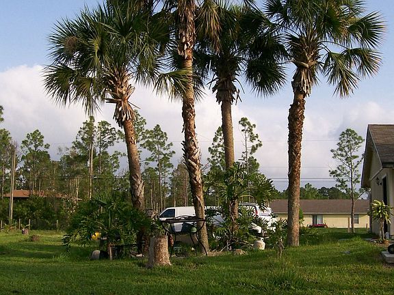 shady palms