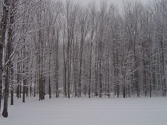 Winter view of back yard