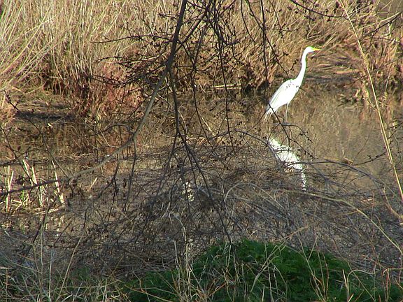 View from back window (zoom)