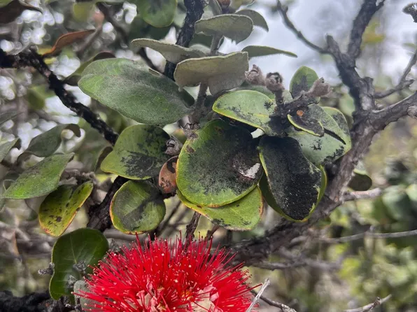 Plumeria Ln Lot 14, Captain Cook, HI 96704