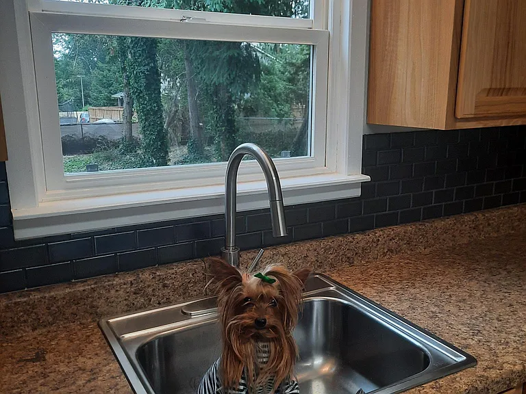 It's hard to fit a 100lb dog in a sink_