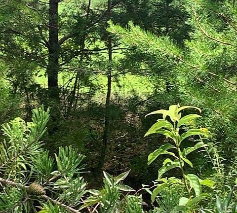 5th image of 650 Glades Rd