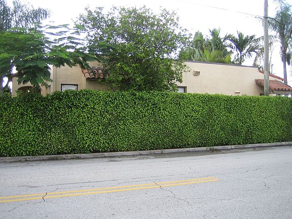 Hedge provides privacy from road
