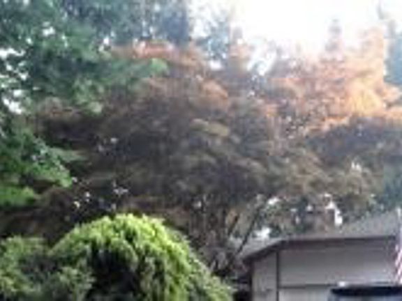 2nd image of 10910 SE 281st St