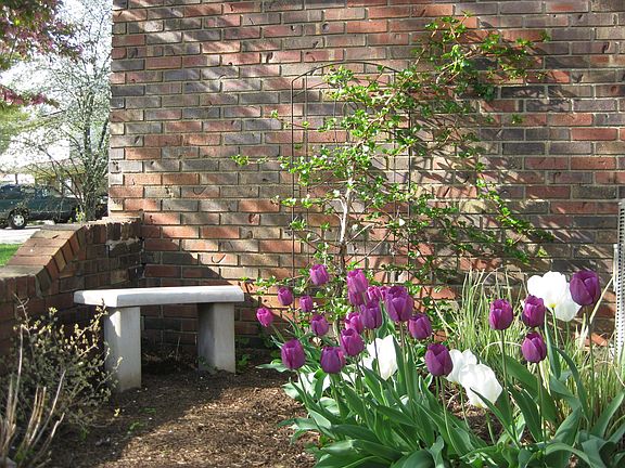 Courtyard in front with tulips, hydrangea, coneflowers, hostas