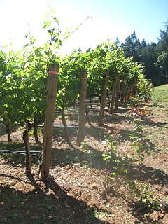 Award winning grapes