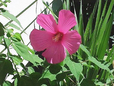 Hibiscus - fushia