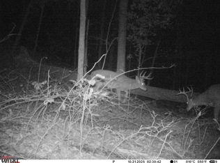 0 Peyton Branch Rd LOT WP001, Hustonville, KY 40437