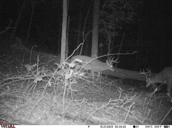 0 Peyton Branch Rd Lot Wp001