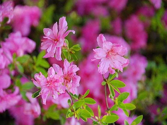 Azalea