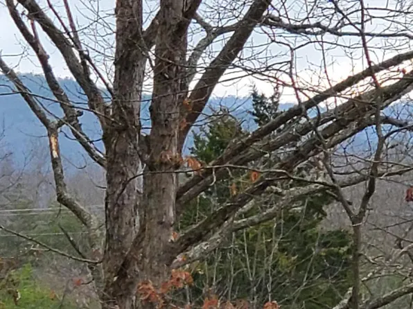 40 Fort Valley Rd, Fort Valley, VA 22652